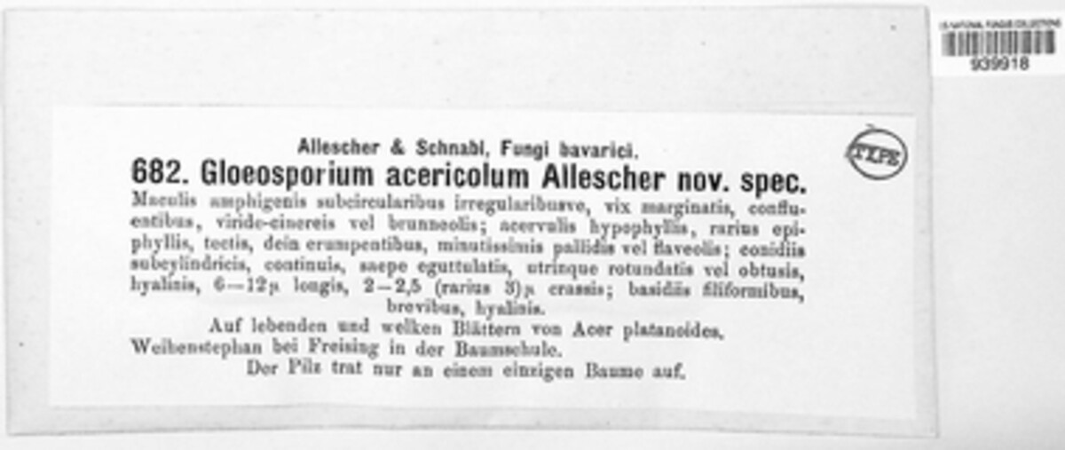 Gloeosporidium acericola image